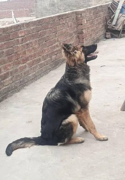 German shepherd female long with black mask