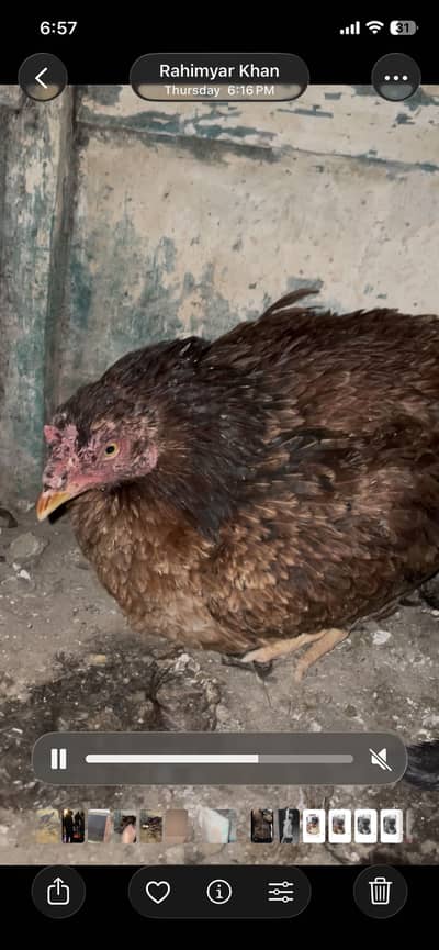 Aseel kurak murgi for sale cargo avl gureentee