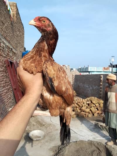 lakhi madi old bloodline