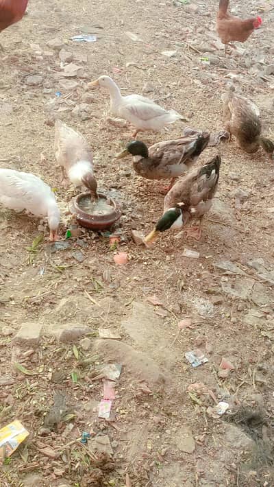 2 male 4 female Ando wali desi duck 12000