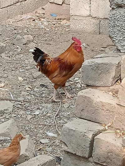 Pure Daisi murga for sale