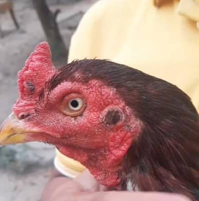 pure lakha aseel murga