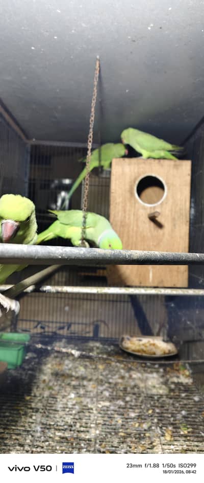 bareedar payer  2 chield