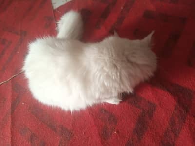 Persian cat sale with 2 little pets