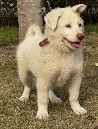 Security Active Male Russian dog 03339995312