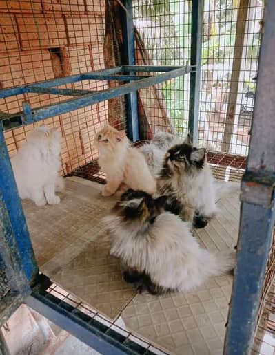 Persian Long coated kittens + Hamalayan long coated kittens For sale