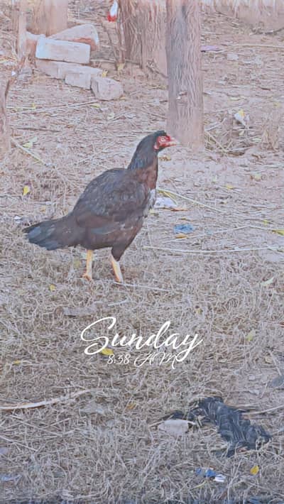 Aseel pair for sale age 11 months