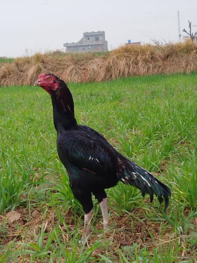 High Quality mai long height murgha