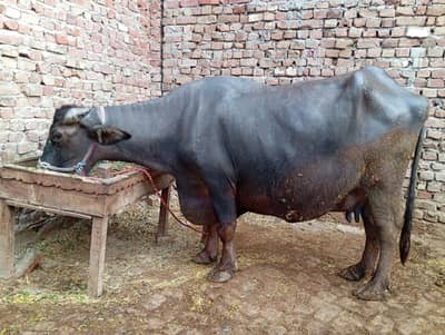 Qasim Pura( Shakargarh Road)Full Seal + Everything eat + Dood + Makhan