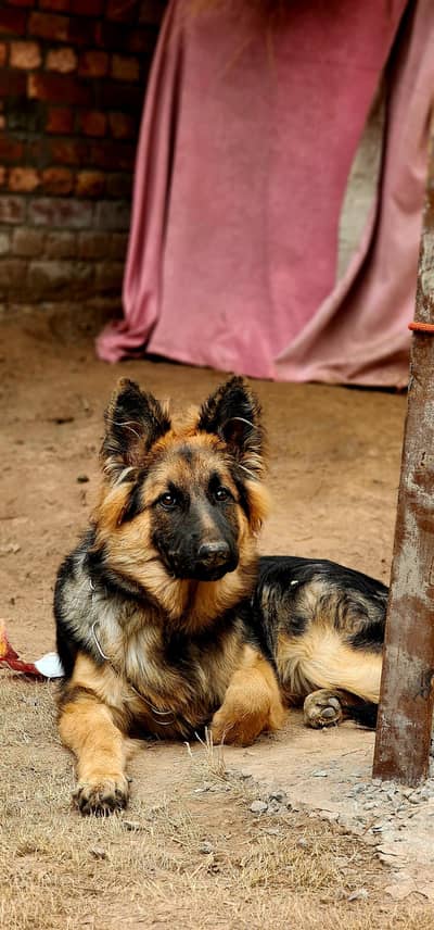 German shepherd female puppy 7 month