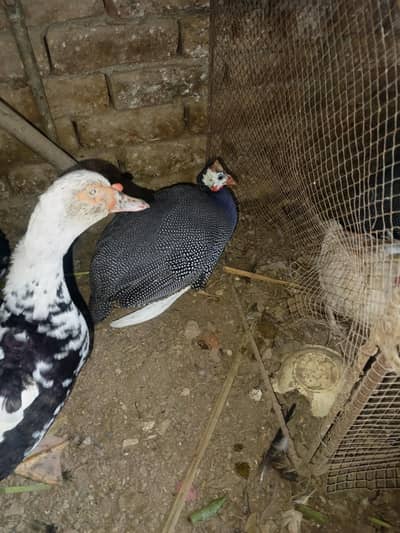 چکور تتریاں for sale