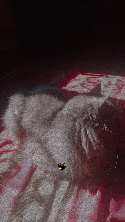 persian cat for sale
