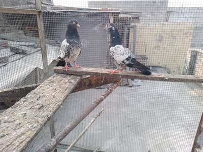 tady male golden female 3000 ka pair