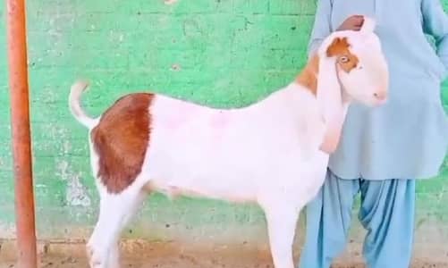 Desi Bakra for sale WhatsApp (03274970754)