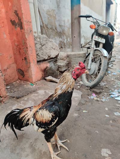 bohat Acha murga ha bohat mazbut ha