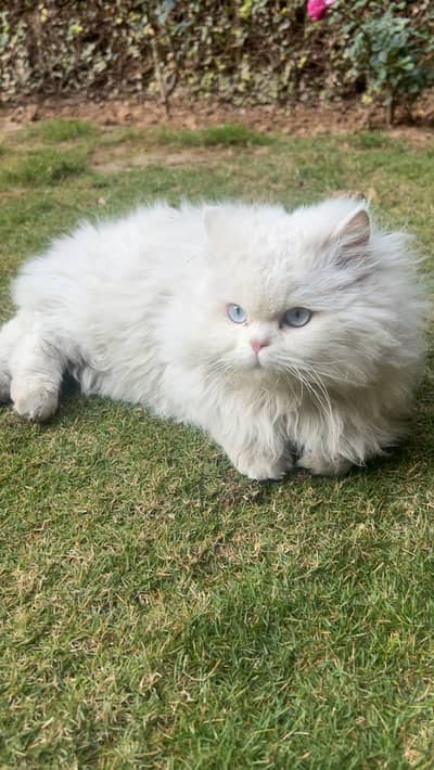 long coat Persian cat with blue eyes.