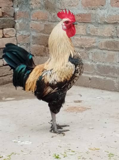 beautiful Desi murga