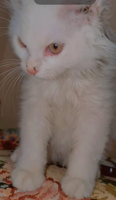 white female Persian kitten 70 days