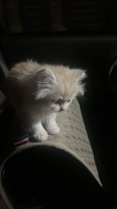 Persian cat