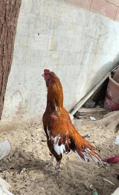 mashallah aseel peela murga