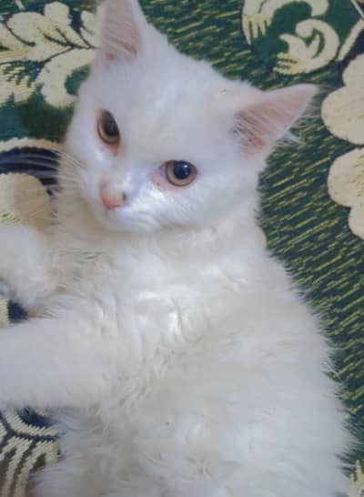 white female Persian kitten doll face