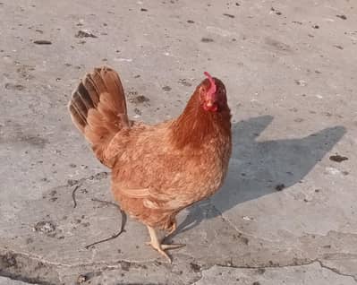 golden misri dasi mix egg lying