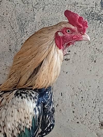 aseel jawa aseel hens