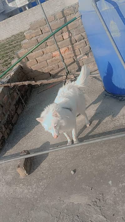 Russain dog First Dear add