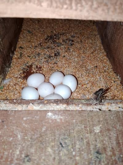 0327-0277654/love bird/cage/parrot/cocktail/bajri/Australian/albino/pa