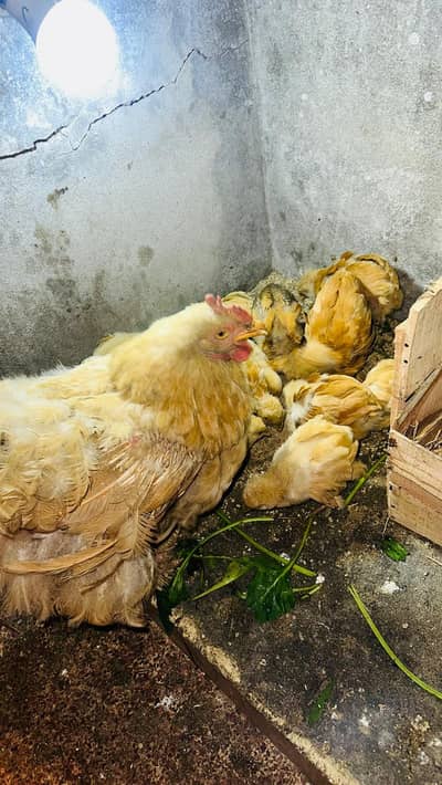 پولٹری lovers کے لیے بہترین موقع! چوزے + مادہ مرغیاں – فوری فروخت