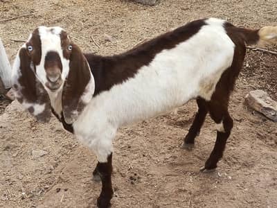 bakre/goats
