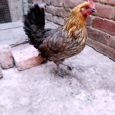 03075197074 my WhatsApp