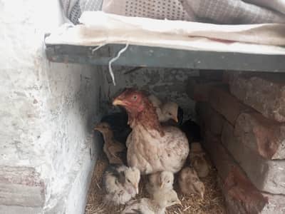 Hens for sale