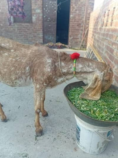 makhii cheeni ghaban path for sale