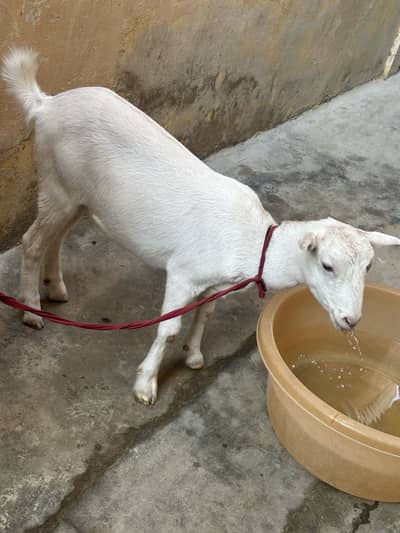 Teddy gulabi female 8 months age