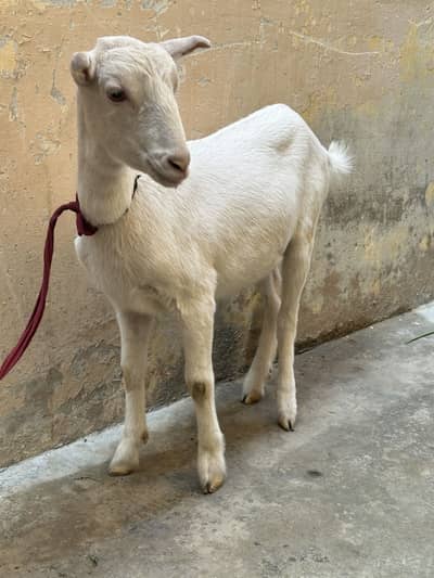 Teddy gulabi female 10 months age