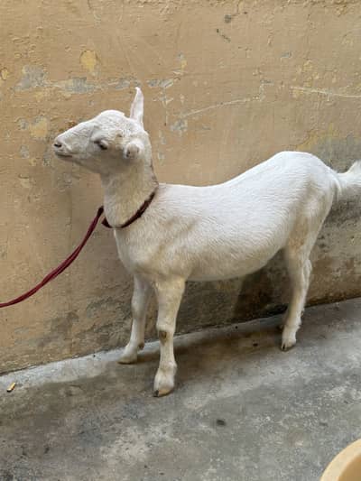 Teddy gulabi female 10 months age