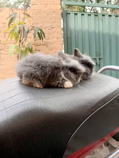 teady bear  blue eyes  available location islamabad cargo all