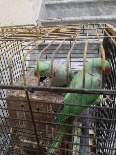 Talking parrots with cage for sale Rs 30,000 contact no. 03137872340