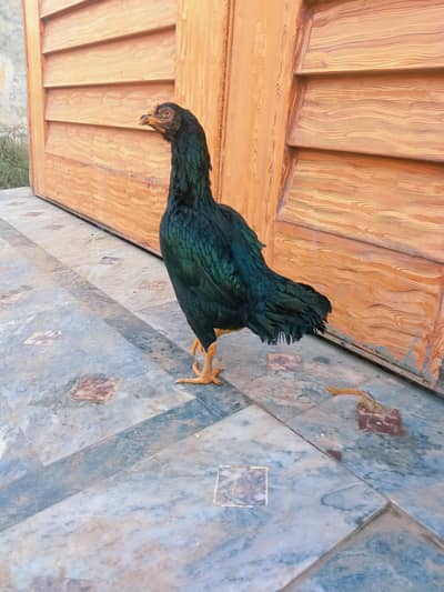 Thai+amroha Aseel Murghi