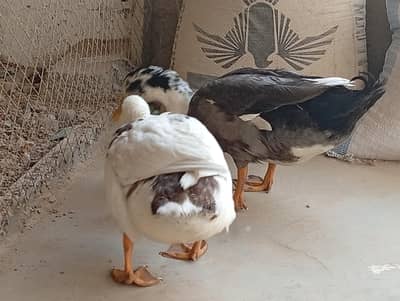 duck pair weight mein achi hain