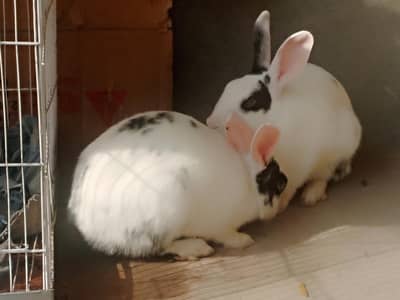 Rabbits pair for sale