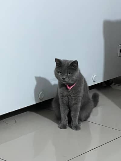 British short hair pair for sale