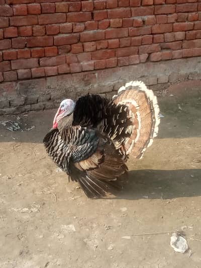 Turkey birds.              contact us 03056664921