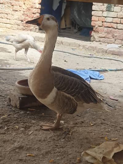 long neck duck