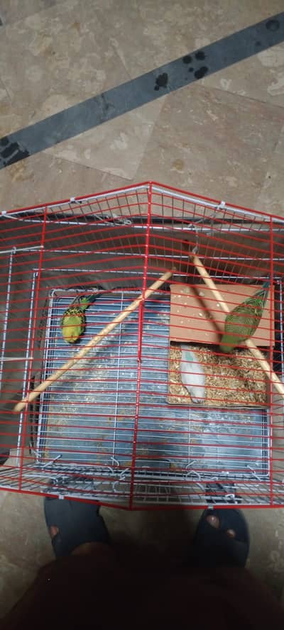 Australian parrot with cage