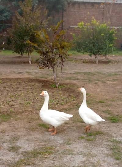 White Long Neck Ducks