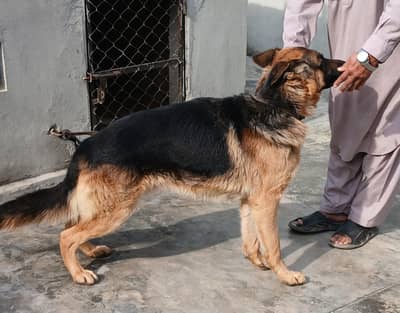 Male German shepherd