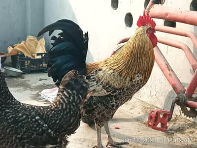 A beautiful Pair For sale,