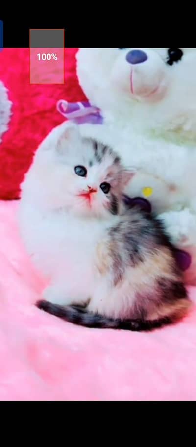 Persian cat for sale male or female my WhatsApp 0329==7552=620